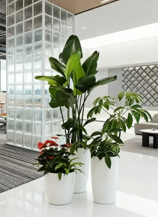 镇海室内植物租赁店十大技巧，实用高效